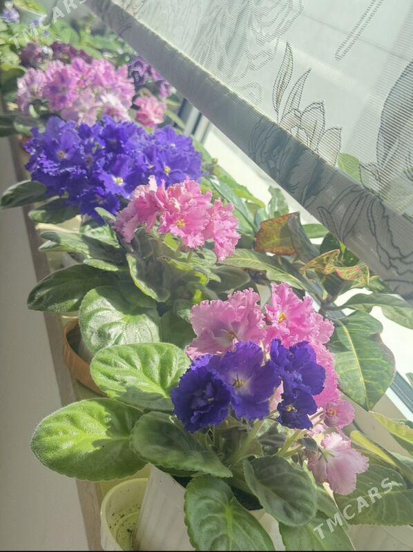 фиалки - Ашхабад - img 9