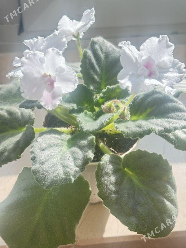 фиалки - Ашхабад - img 7