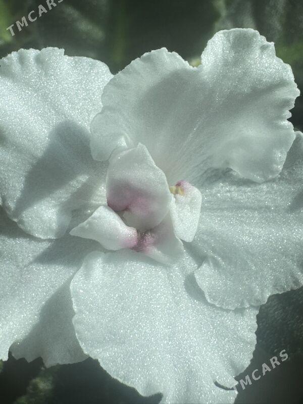 фиалки - Ашхабад - img 4