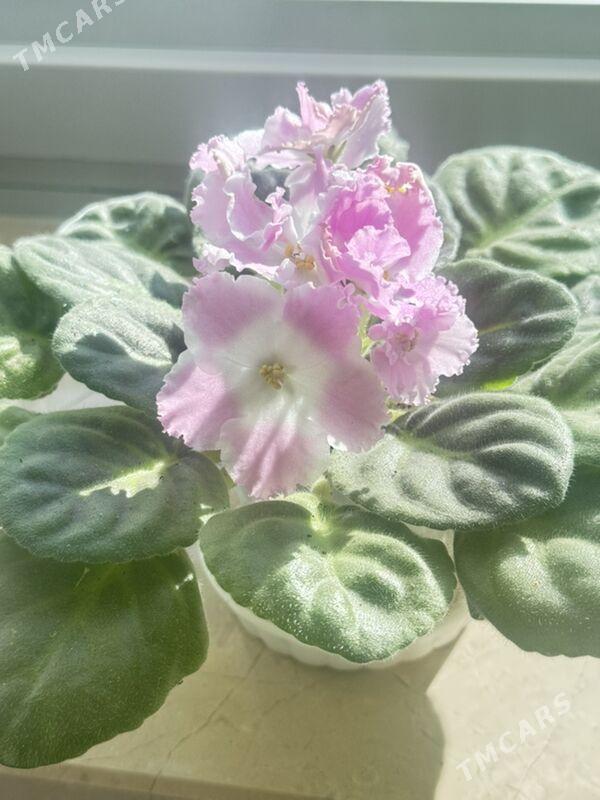 фиалки - Ашхабад - img 8