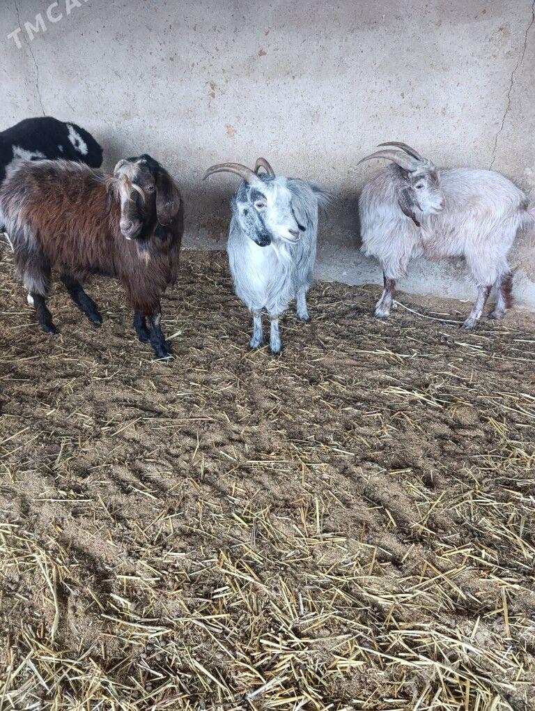 Biçilen ŷaş mallar - Bagyr - img 4