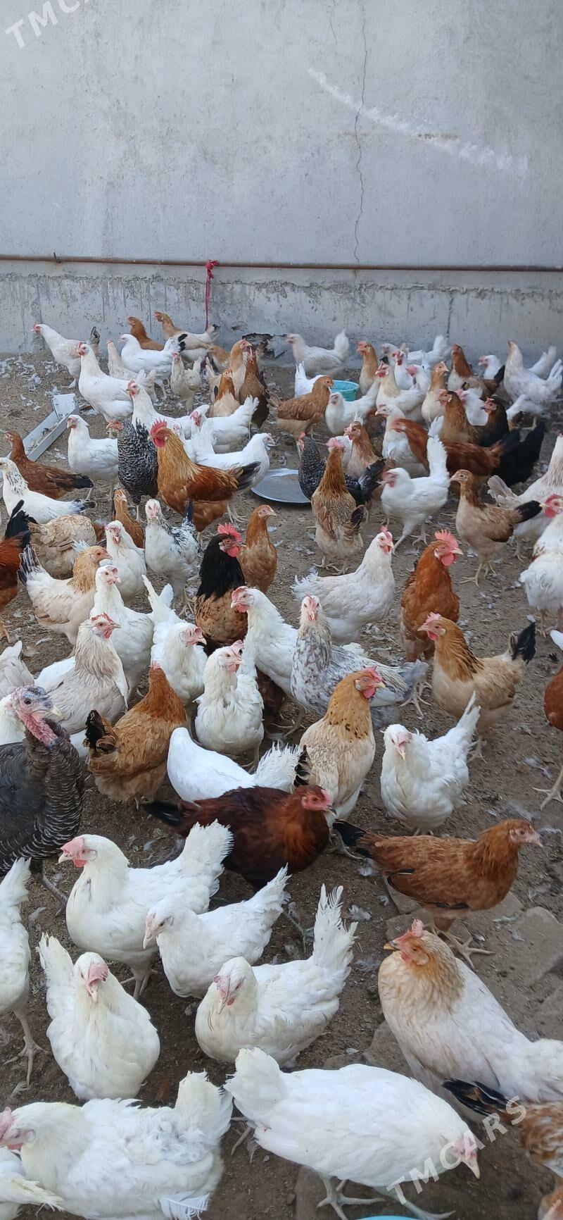 Towuk - Гёкдепе - img 2