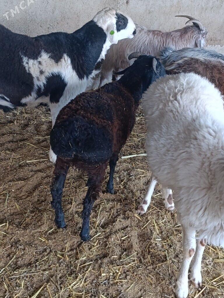 Biçilen ŷaş mallar - Bagyr - img 3