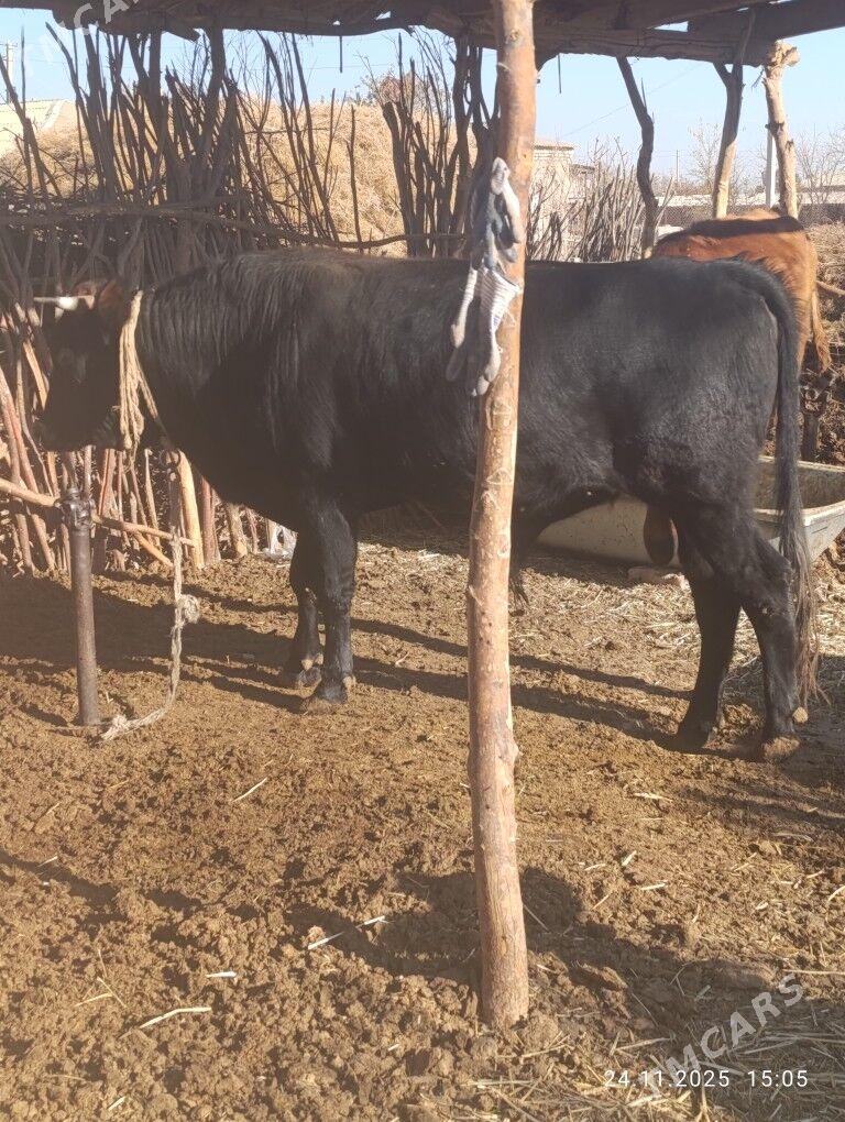 okuz - Бабадайхан - img 2