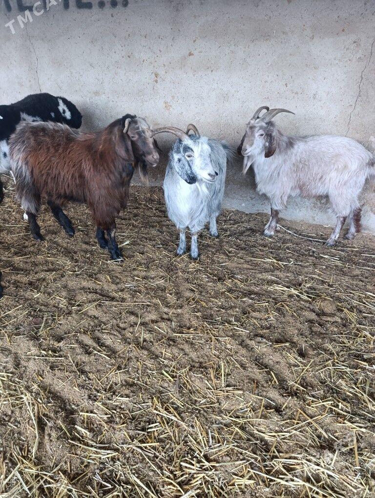 Biçilen ŷaş mallar - Bagyr - img 6