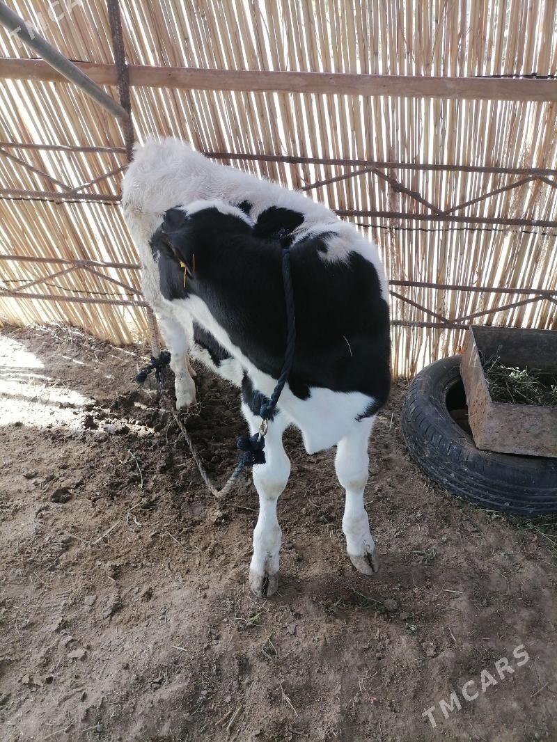 galisteyin gole - Мургап - img 1