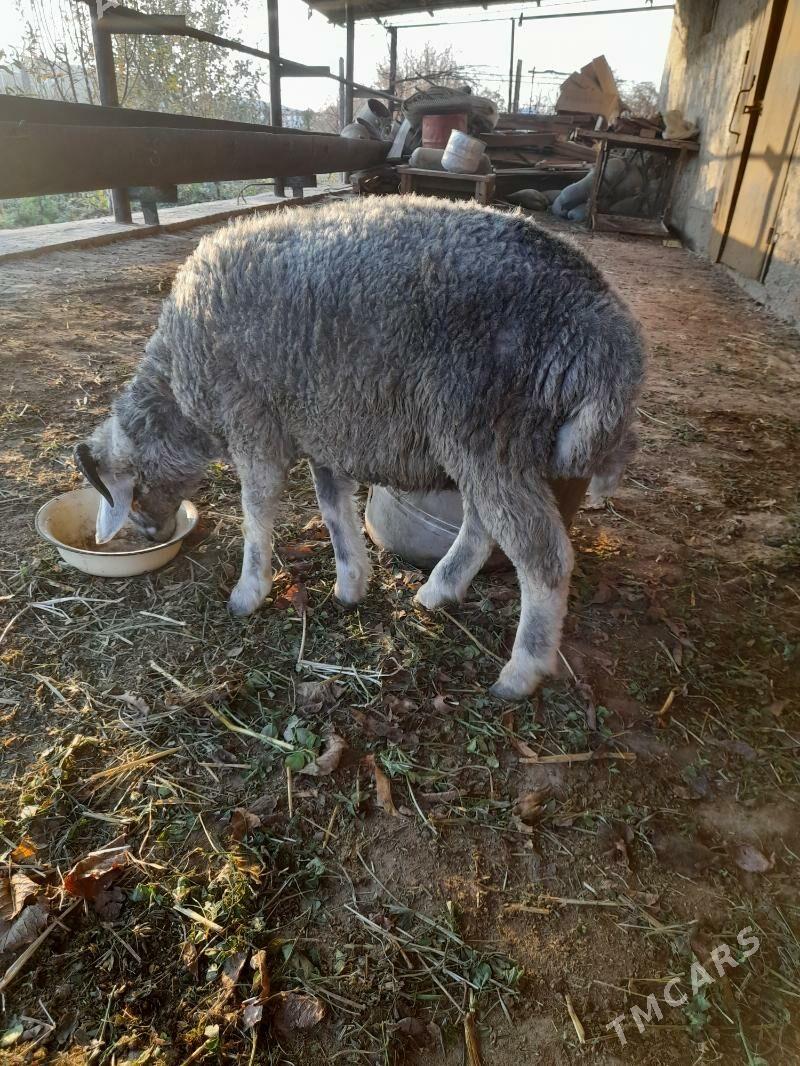 Goçkar - Türkmenabat - img 3