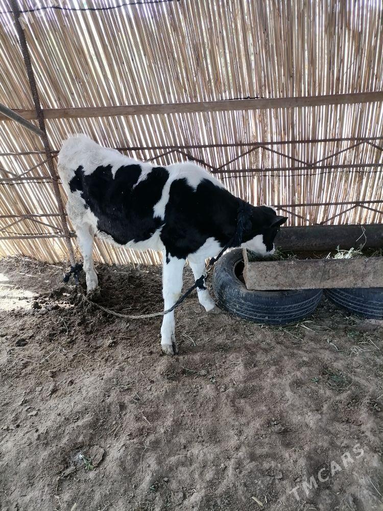 galisteyin gole - Мургап - img 2