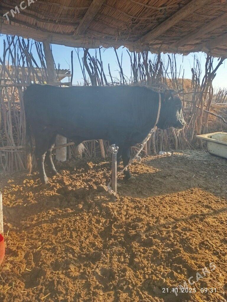 okuz - Бабадайхан - img 3