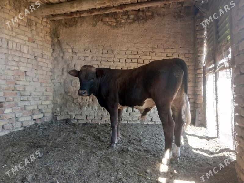 ökuz unajin - Туркменабат - img 2