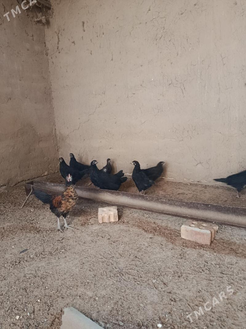 jüýje - Murgap - img 3