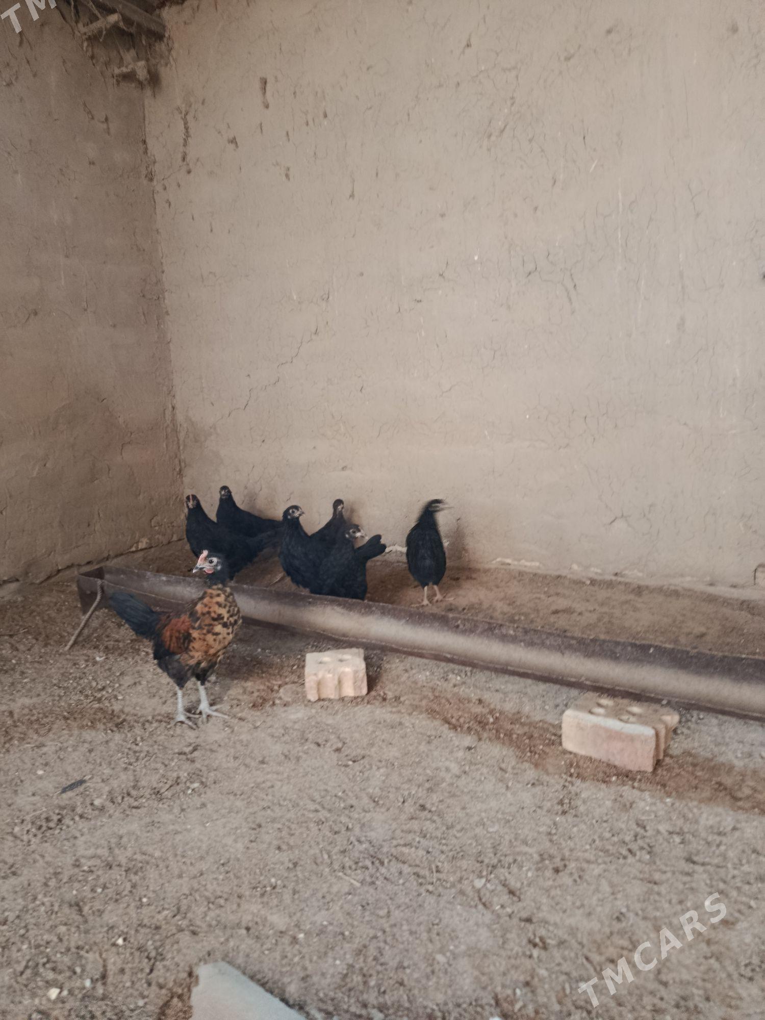 jüýje - Murgap - img 4