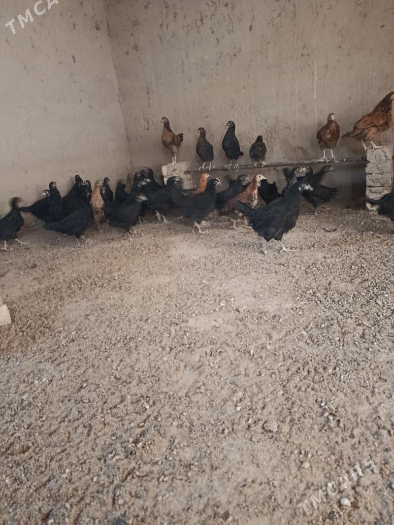 jüýje - Murgap - img 1