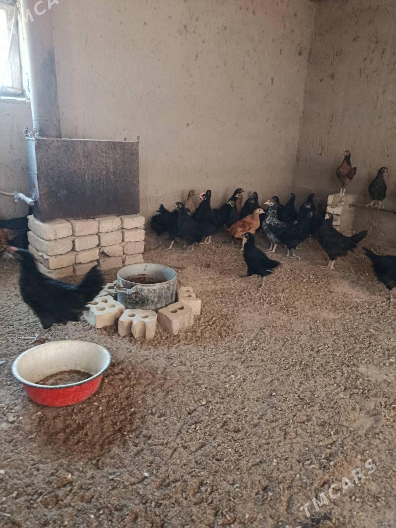 jüýje - Murgap - img 2