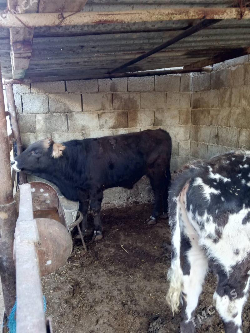 okuz - Balkanabat - img 4