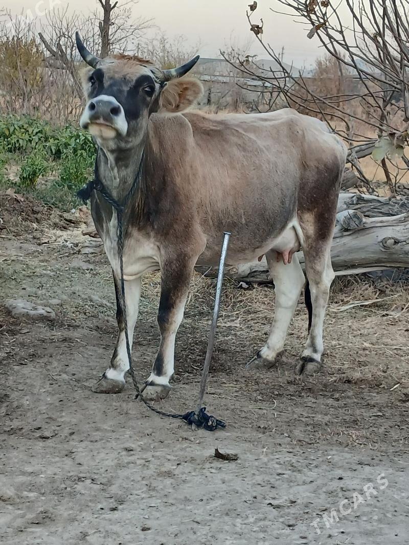 GOLELI SYGYR - Bäherden - img 3