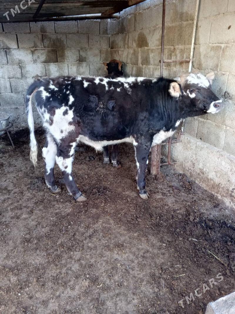 okuz - Balkanabat - img 1