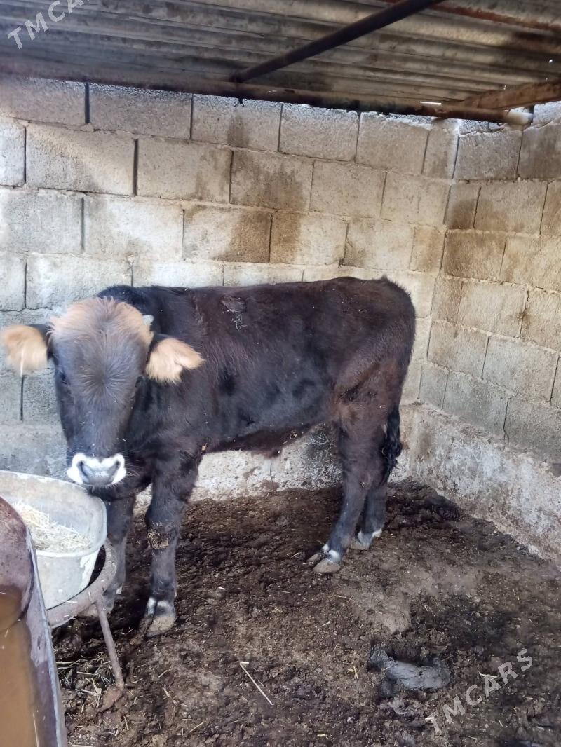 okuz - Balkanabat - img 2