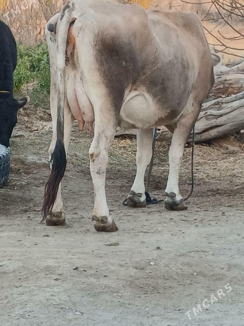GOLELI SYGYR - Bäherden - img 1