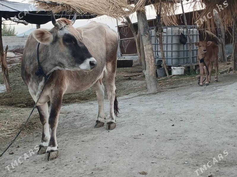 GOLELI SYGYR - Bäherden - img 2