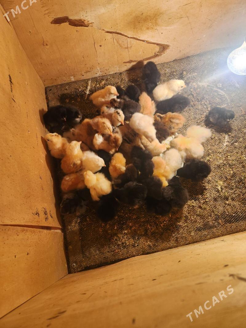 gigant juje - Sakar - img 2