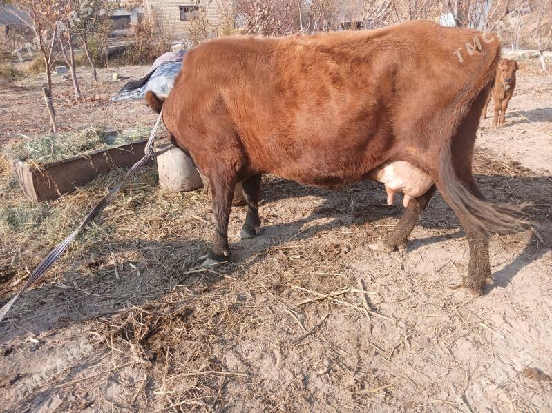 goleli sygyr - Фарап - img 2