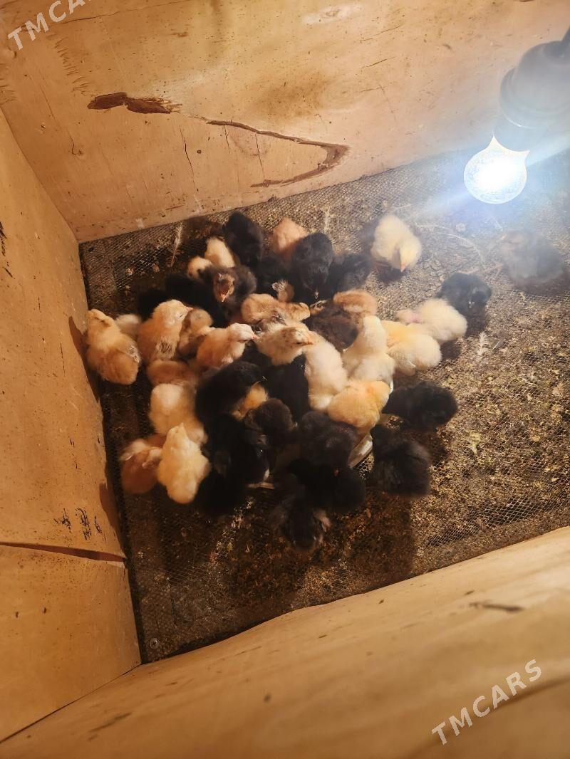 gigant juje - Sakar - img 1