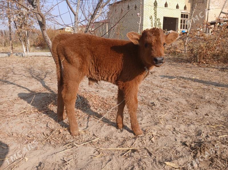 goleli sygyr - Фарап - img 3