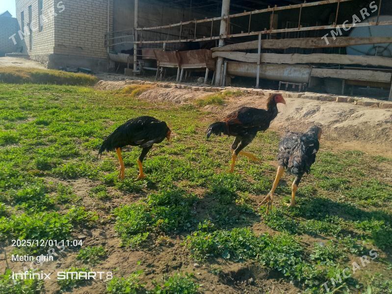 bAýes horazlar - Мары - img 7