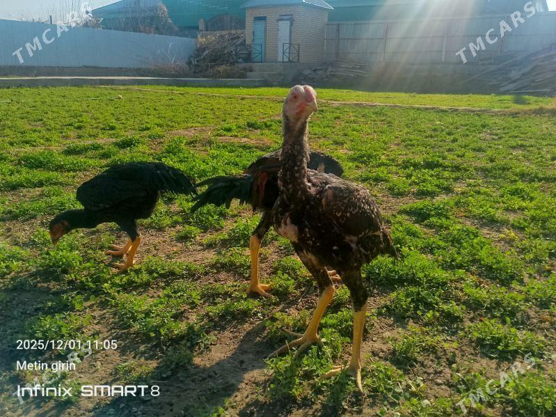 bAýes horazlar - Мары - img 2