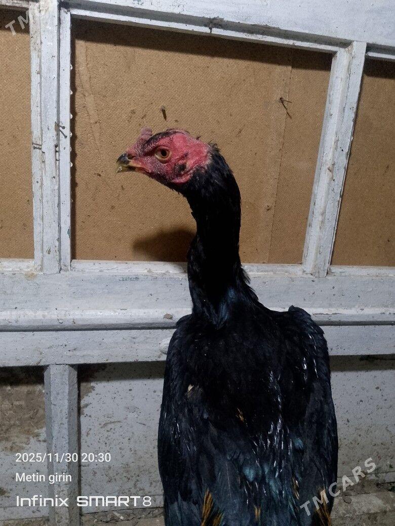 bAýes horazlar - Мары - img 8