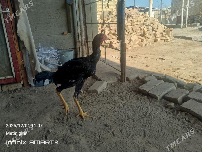 bAýes horazlar - Мары - img 4