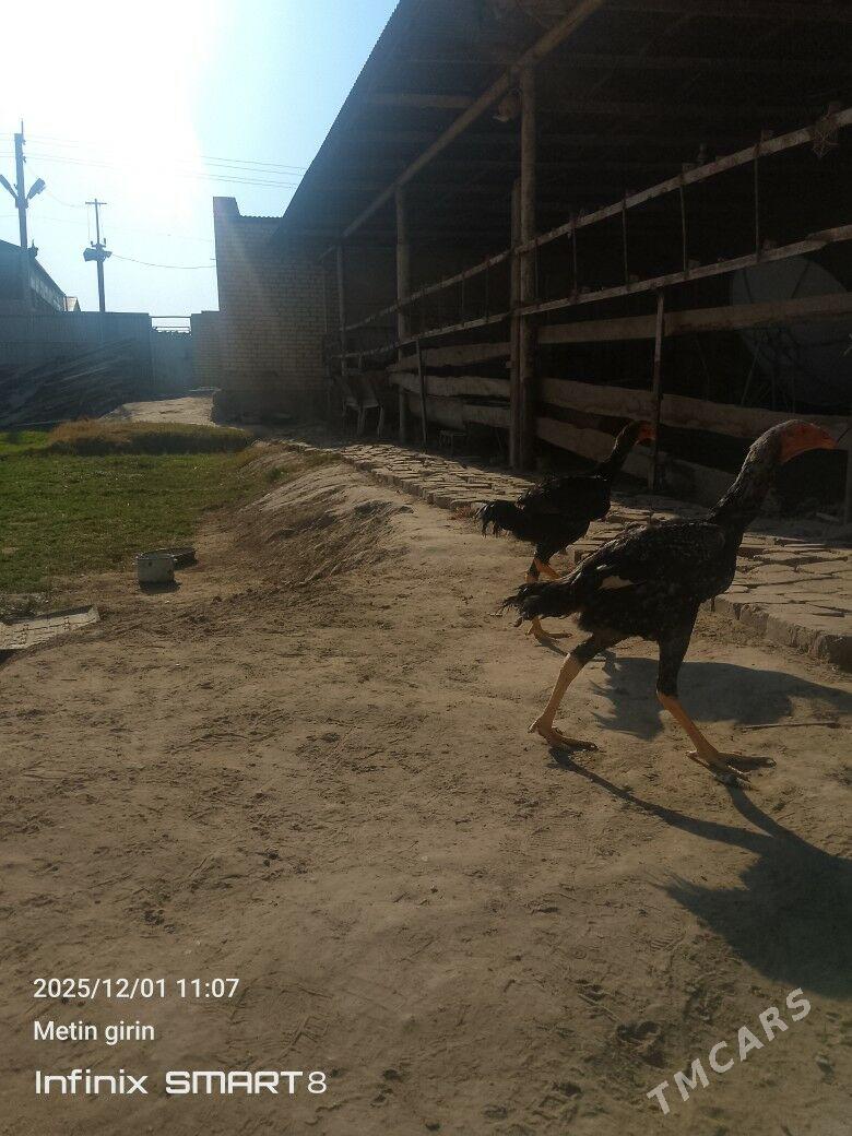 bAýes horazlar - Мары - img 5