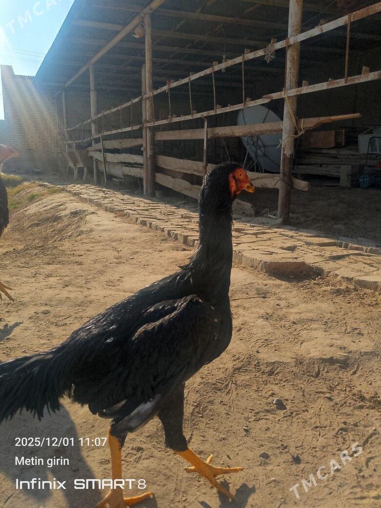 bAýes horazlar - Мары - img 3