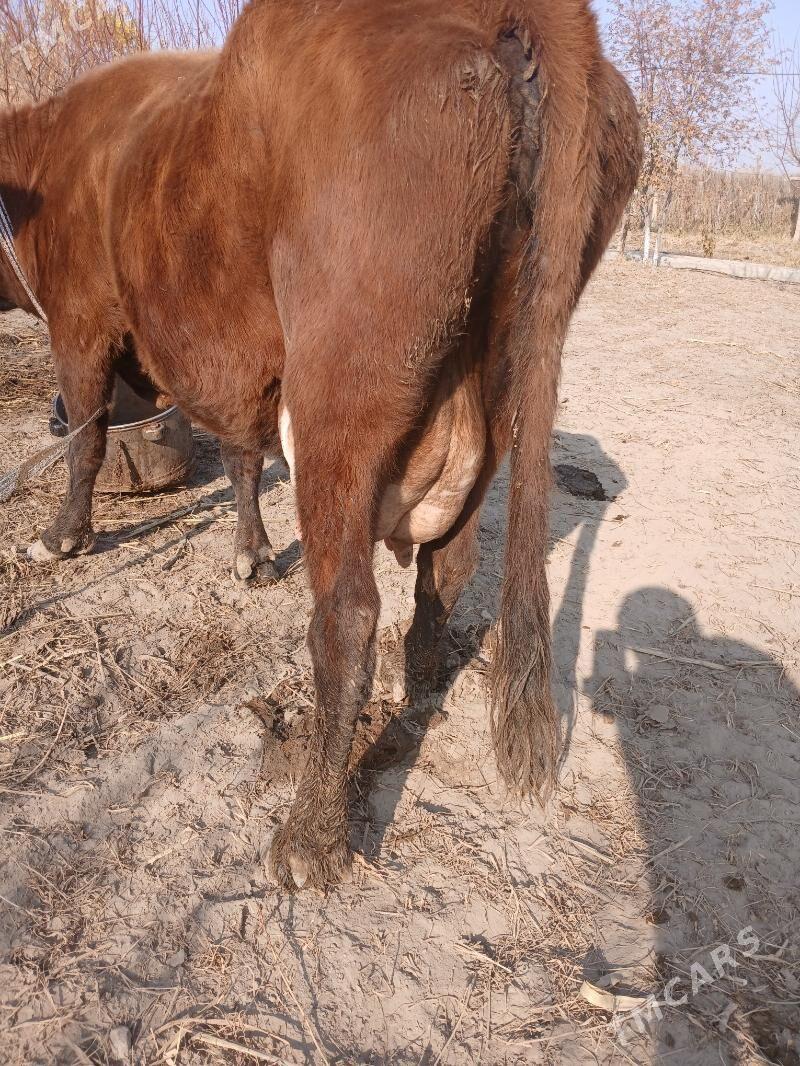 goleli sygyr - Фарап - img 4