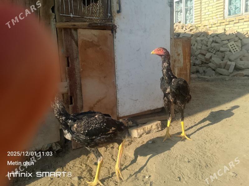 bAýes horazlar - Мары - img 6