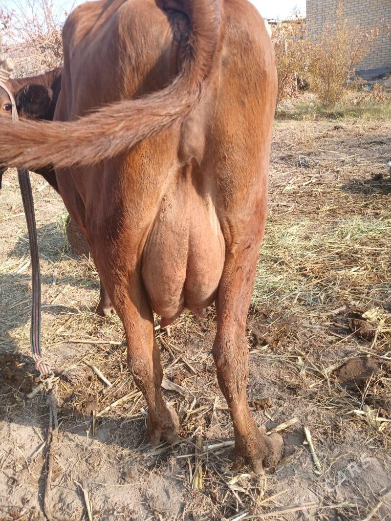 goleli sygyr - Farap - img 2