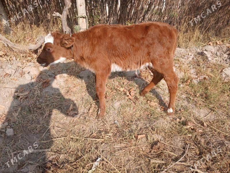 goleli sygyr - Farap - img 4