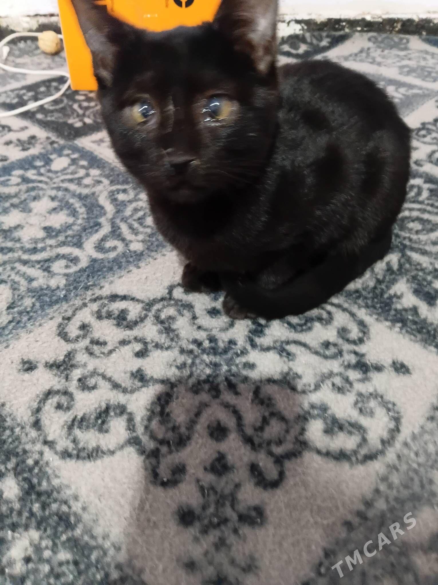 pisik кошки - Кипджак - img 3