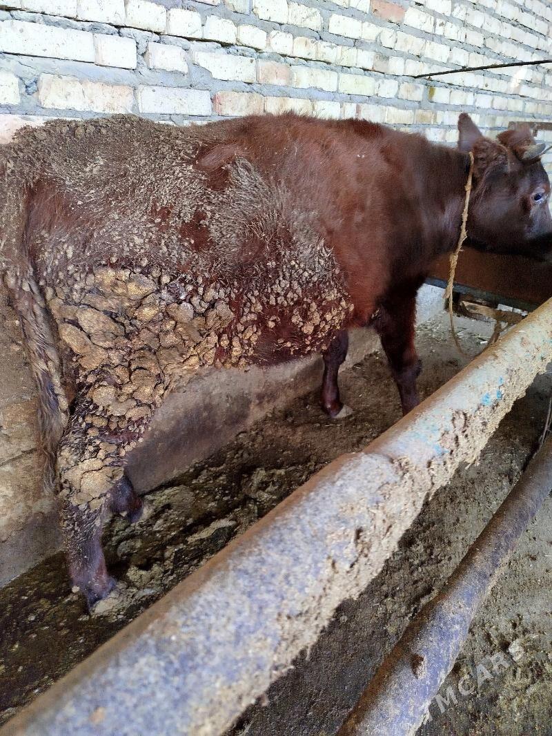 Tüwe - Бахарден - img 4