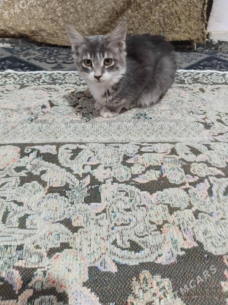 pisik кошки - Кипджак - img 4