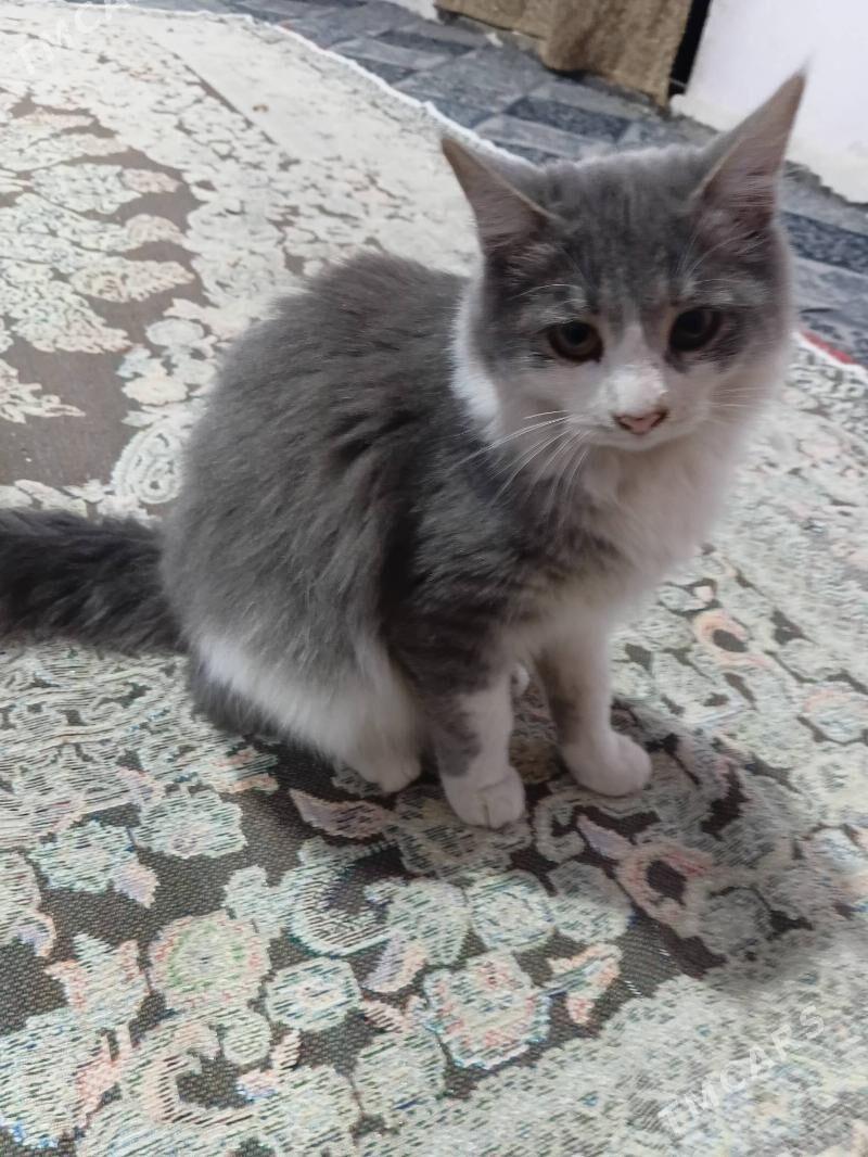 pisik кошки - Кипджак - img 5