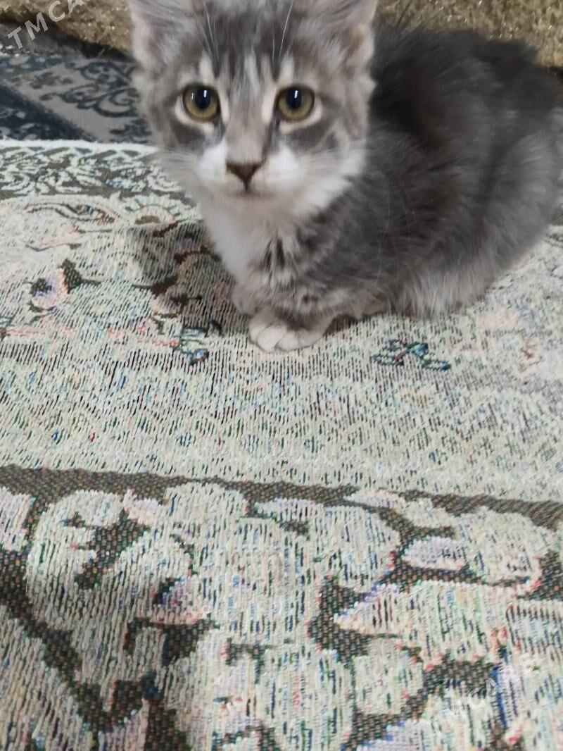 pisik кошки - Кипджак - img 2