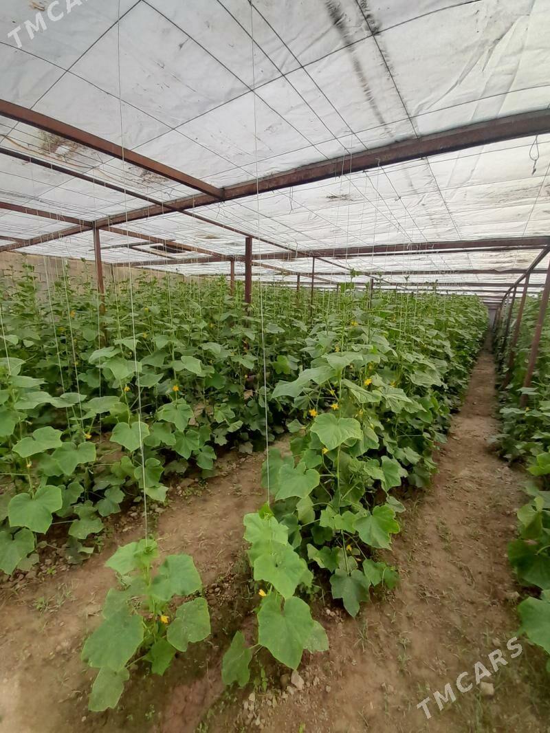 dayhan gerek Yeri Båherden - Bäherden - img 2