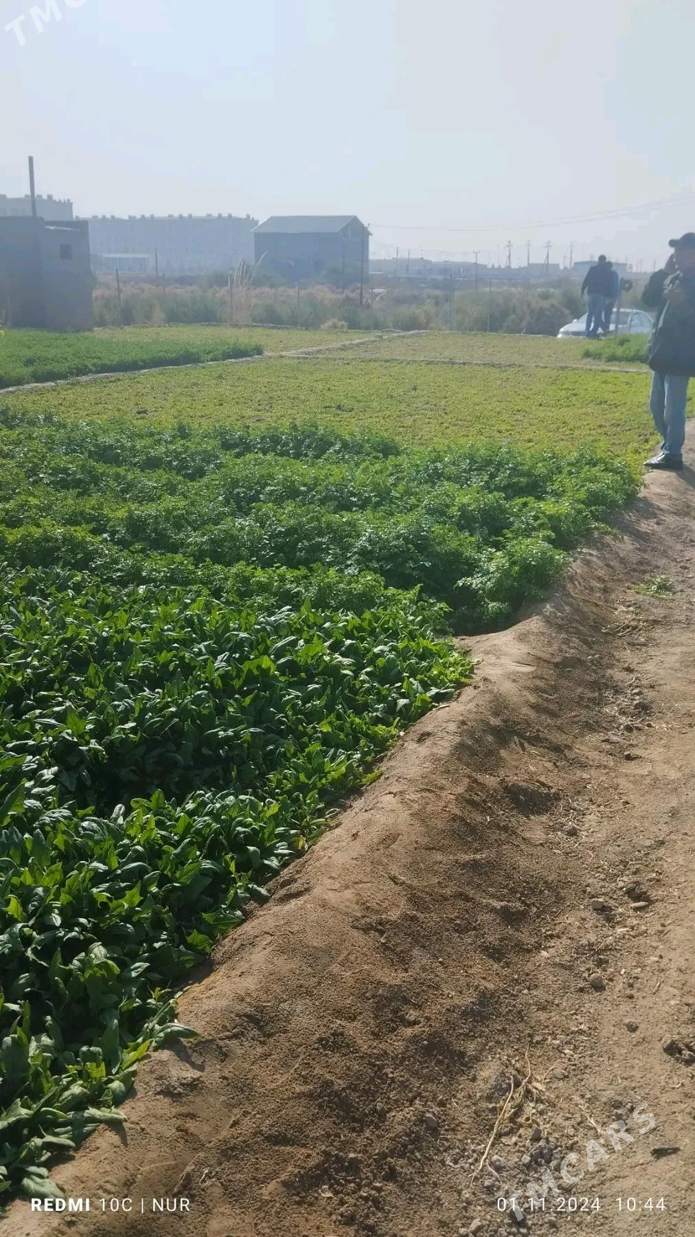 Şatlykda 9 sotk boş mellek yer - Шатлык - img 6