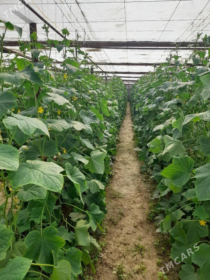 dayhan gerek Yeri Båherden - Bäherden - img 3