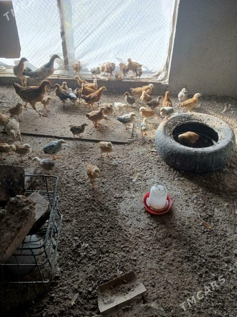 towuk juje - Gökdepe - img 2