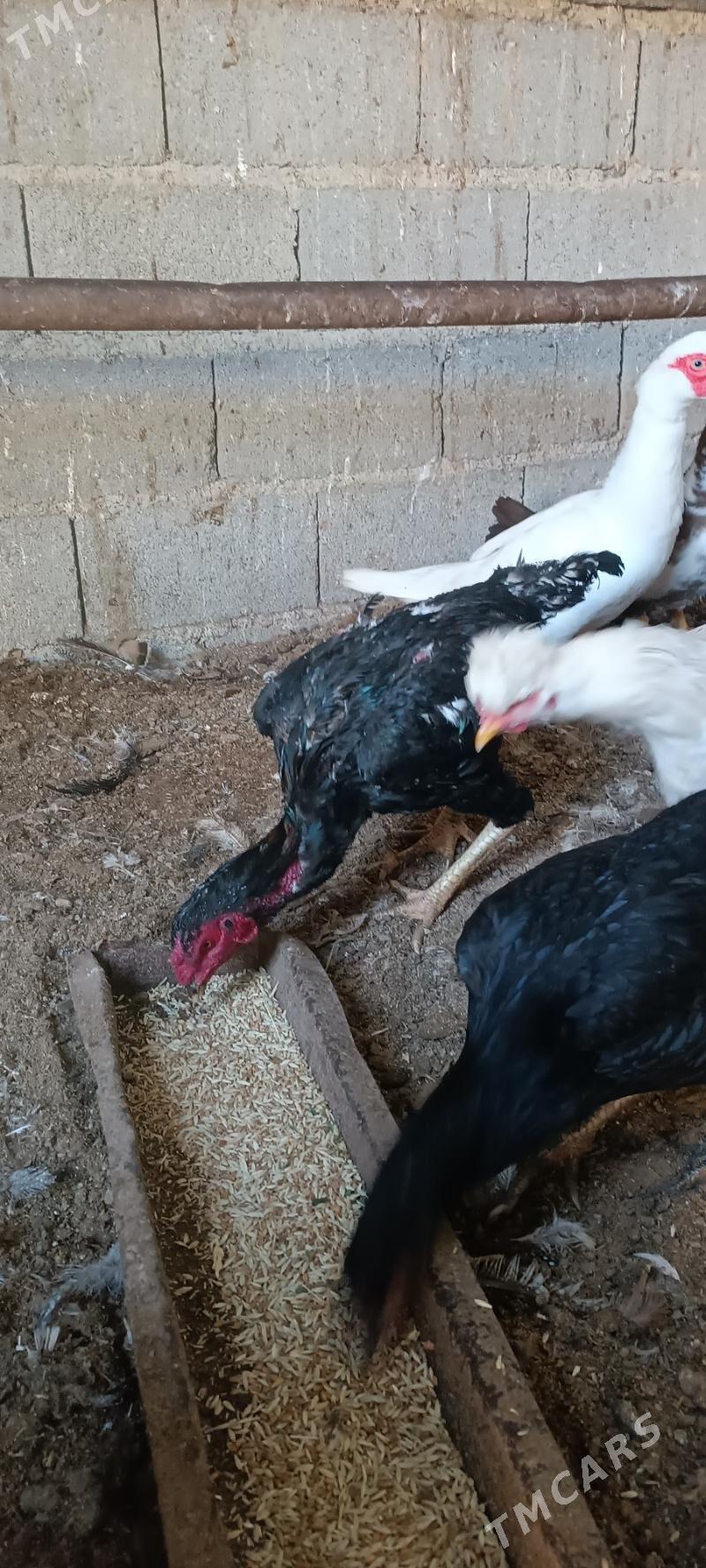 tasgent - Чоганлы - img 3