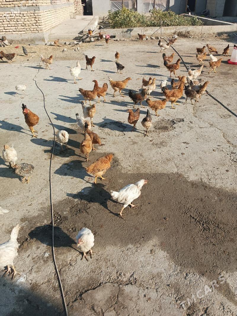 towuk juje - Gökdepe - img 4