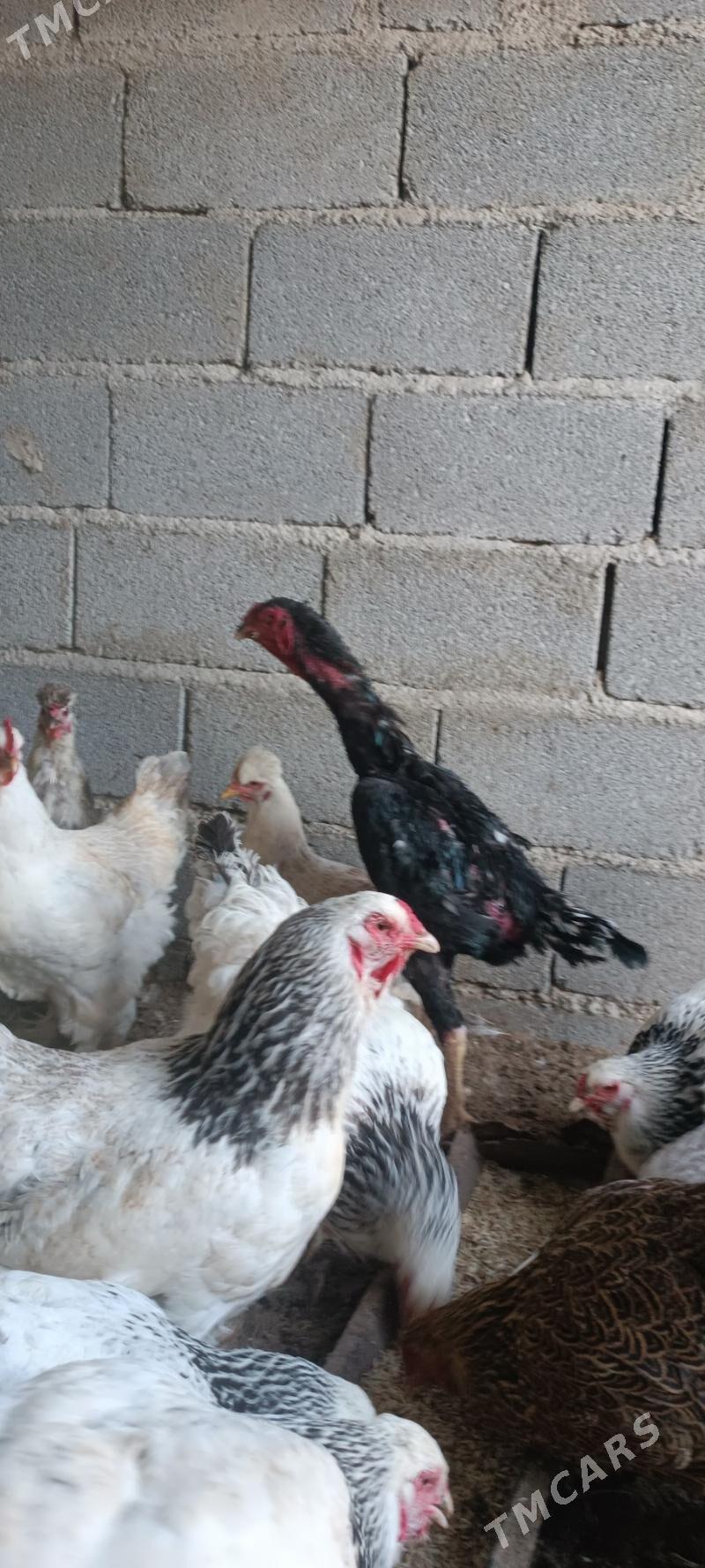 tasgent - Чоганлы - img 2